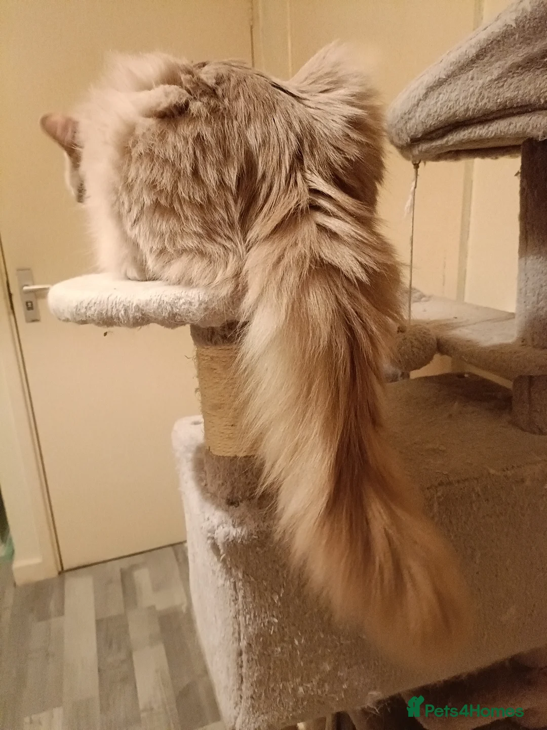 Ragdoll cats for stud: Solid Fawn Ragdoll for stud in Telford - Advert 6