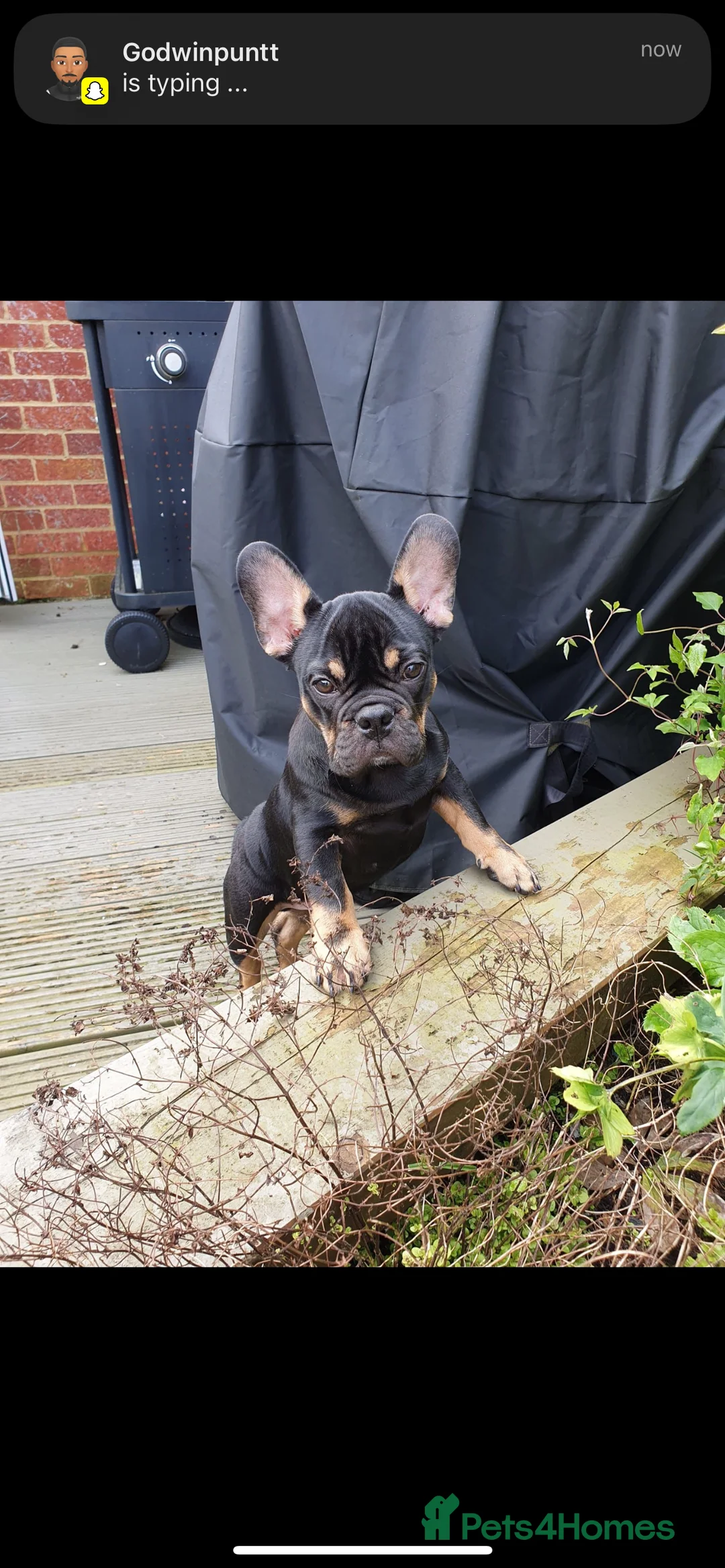 French Bulldog dogs for sale: Black and Tan French Bulldog in Aldershot - Advert 19