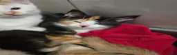 Mixed Breed cats for sale: 2 Female kittens - Advert 6