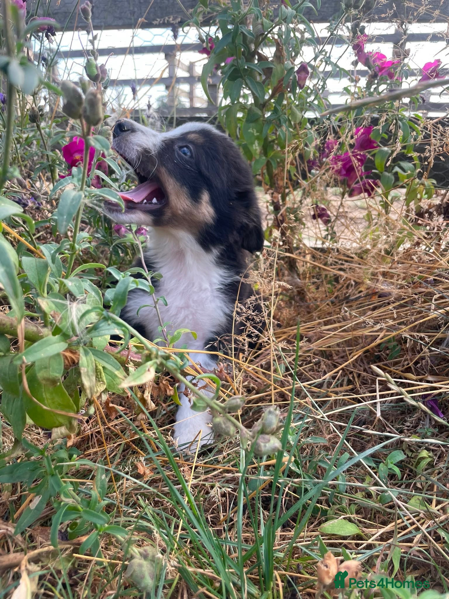 Border Collie dogs Beautiful Tri Border Collies looking for 5⭐️ homes - Advert 2