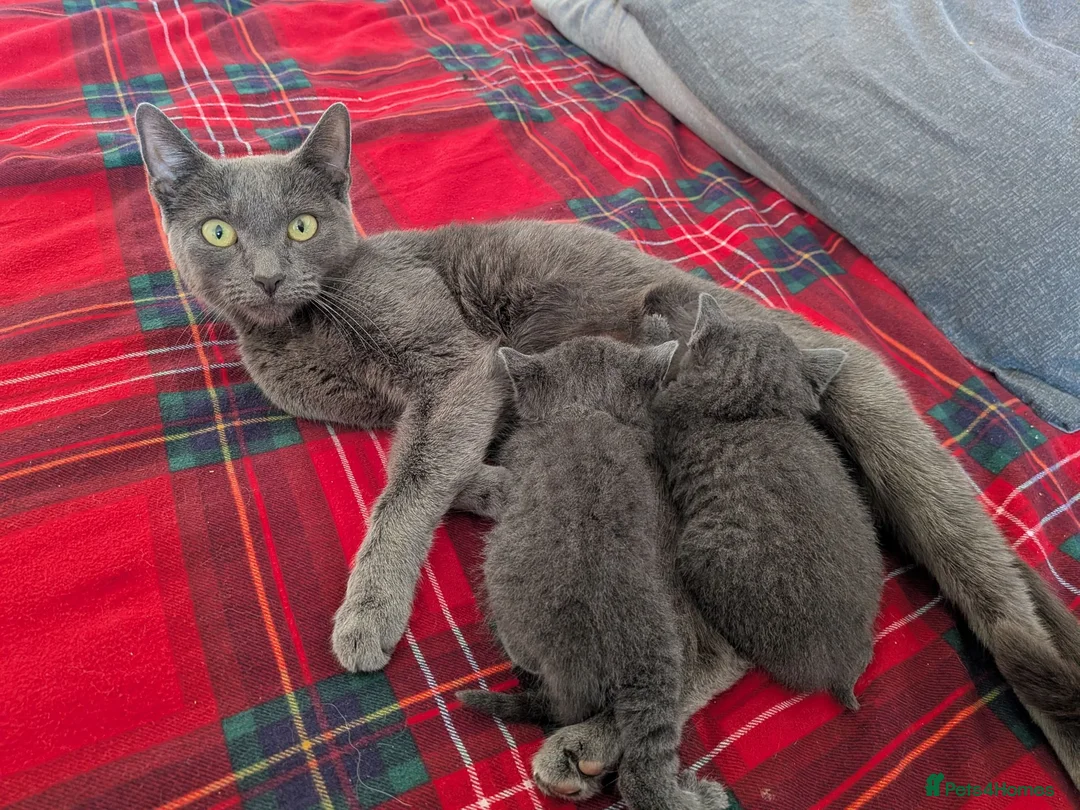 Russian Blue cats for sale: 2 female russian blue kittens  - Advert 1