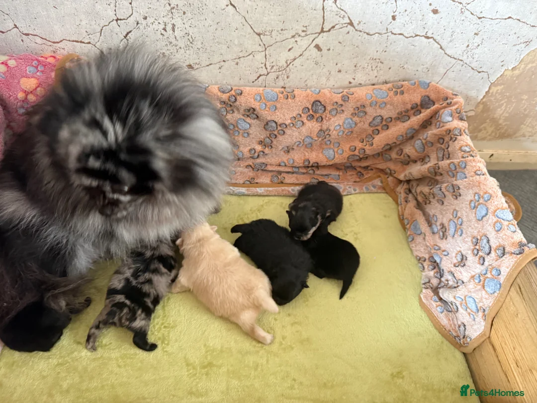 Pomeranian dogs for sale: Pomeranian - Advert 1