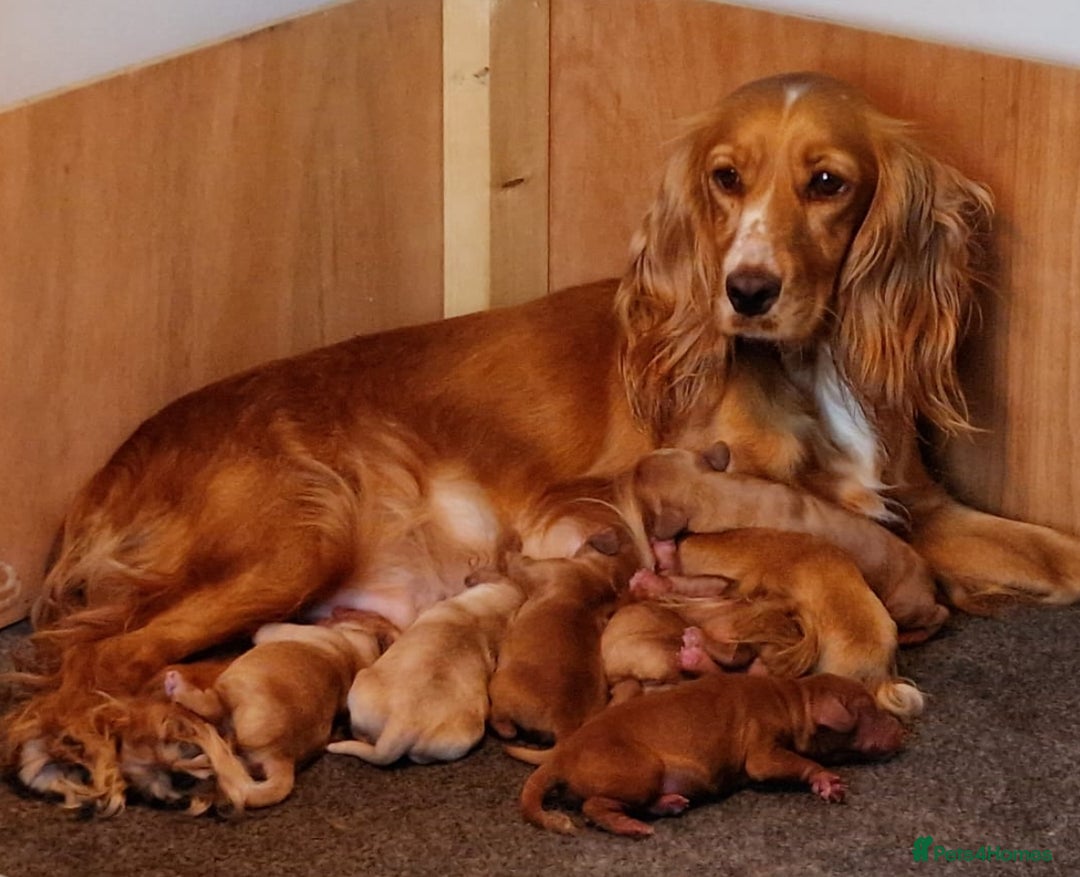 Cockapoo dogs for sale: 7 beautiful cockapoos  - Image 2
