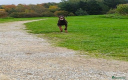 Dobermann dogs for sale: 9 month old doberman  - Image 6