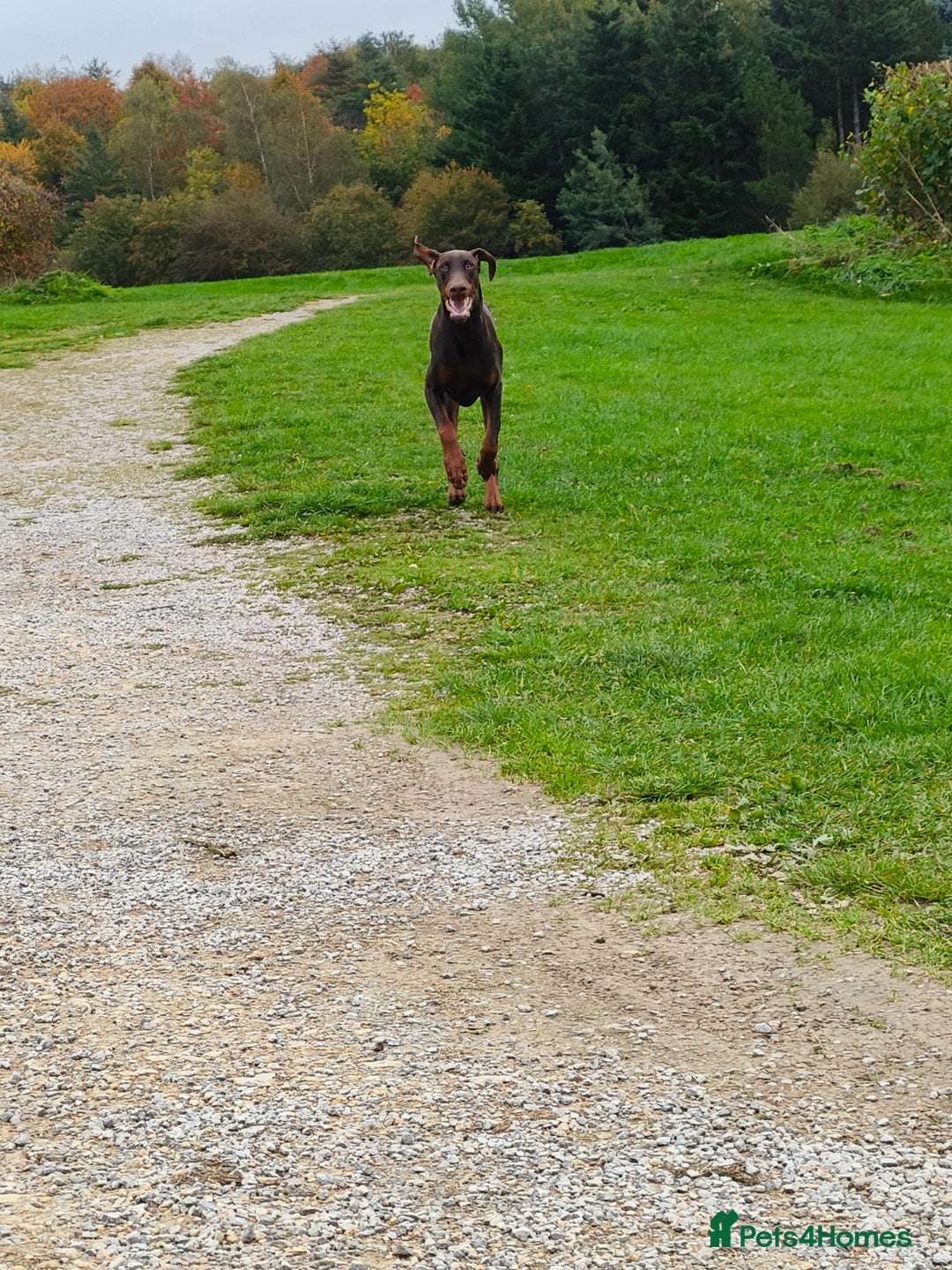 Dobermann dogs for sale: 9 month old doberman  - Image 6