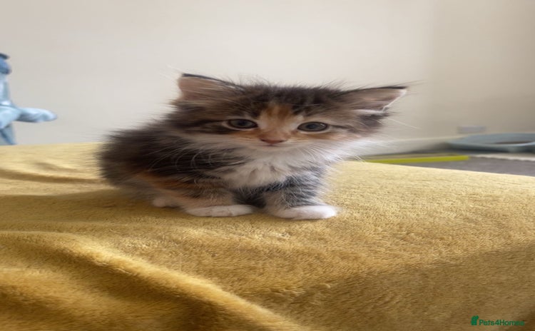 European cats - Advert 1