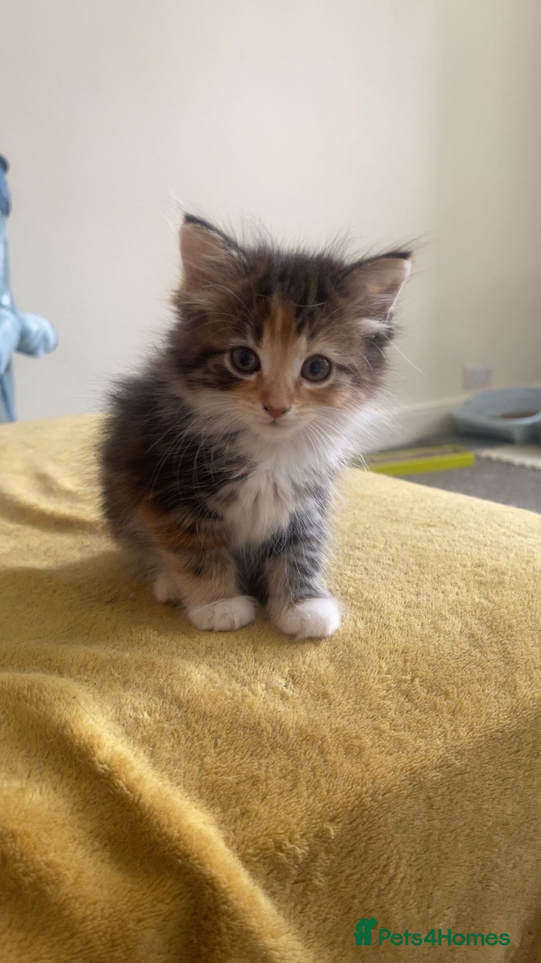 European cats for sale: 8 adorable kittens  - Image 1