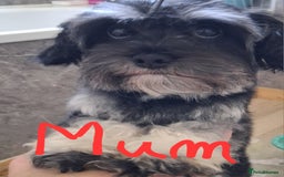 Mixed Breed dogs for sale: Beautiful Maltipoo Puppies 💙 - Image 11