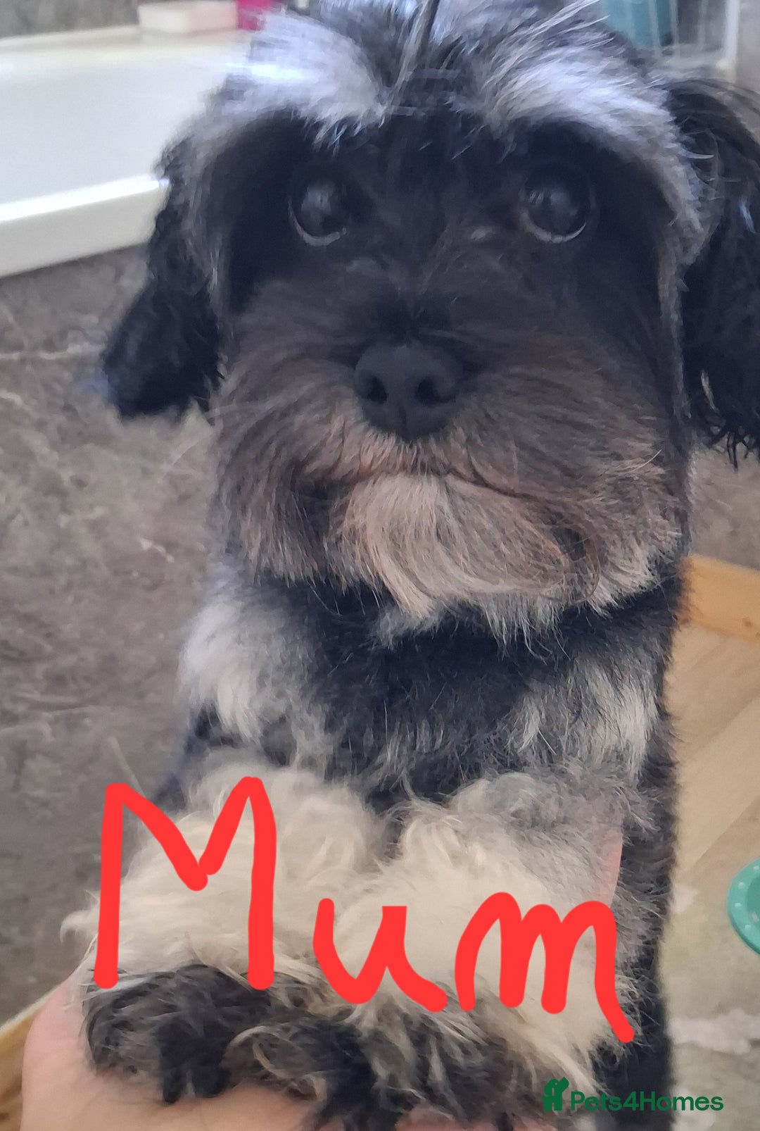 Mixed Breed dogs for sale: Beautiful Maltipoo Puppies 💙 - Image 11