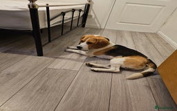 Beagle dogs for stud: Beagle for stud in Gillingham - Image 6