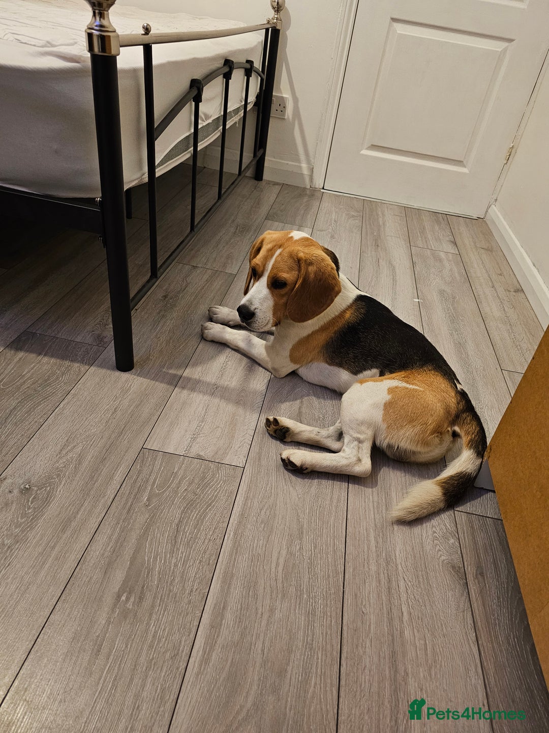 Beagle dogs for stud: Beagle for stud in Gillingham - Image 6