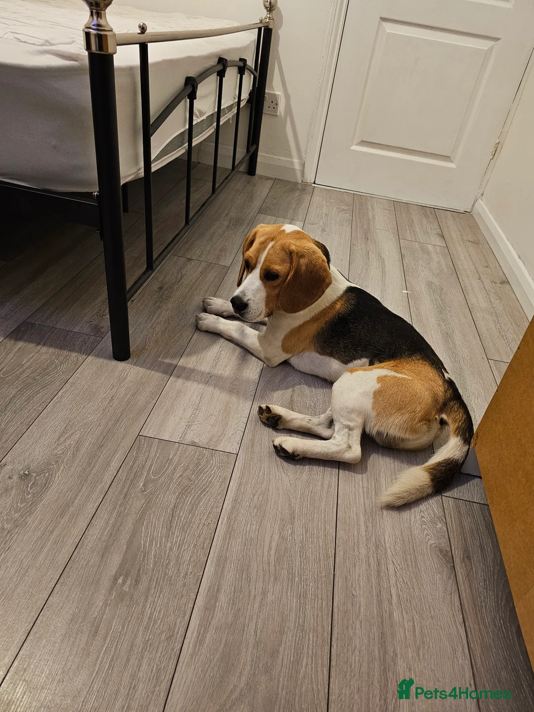 Beagle dogs for stud: Beagle for stud - Advert 6