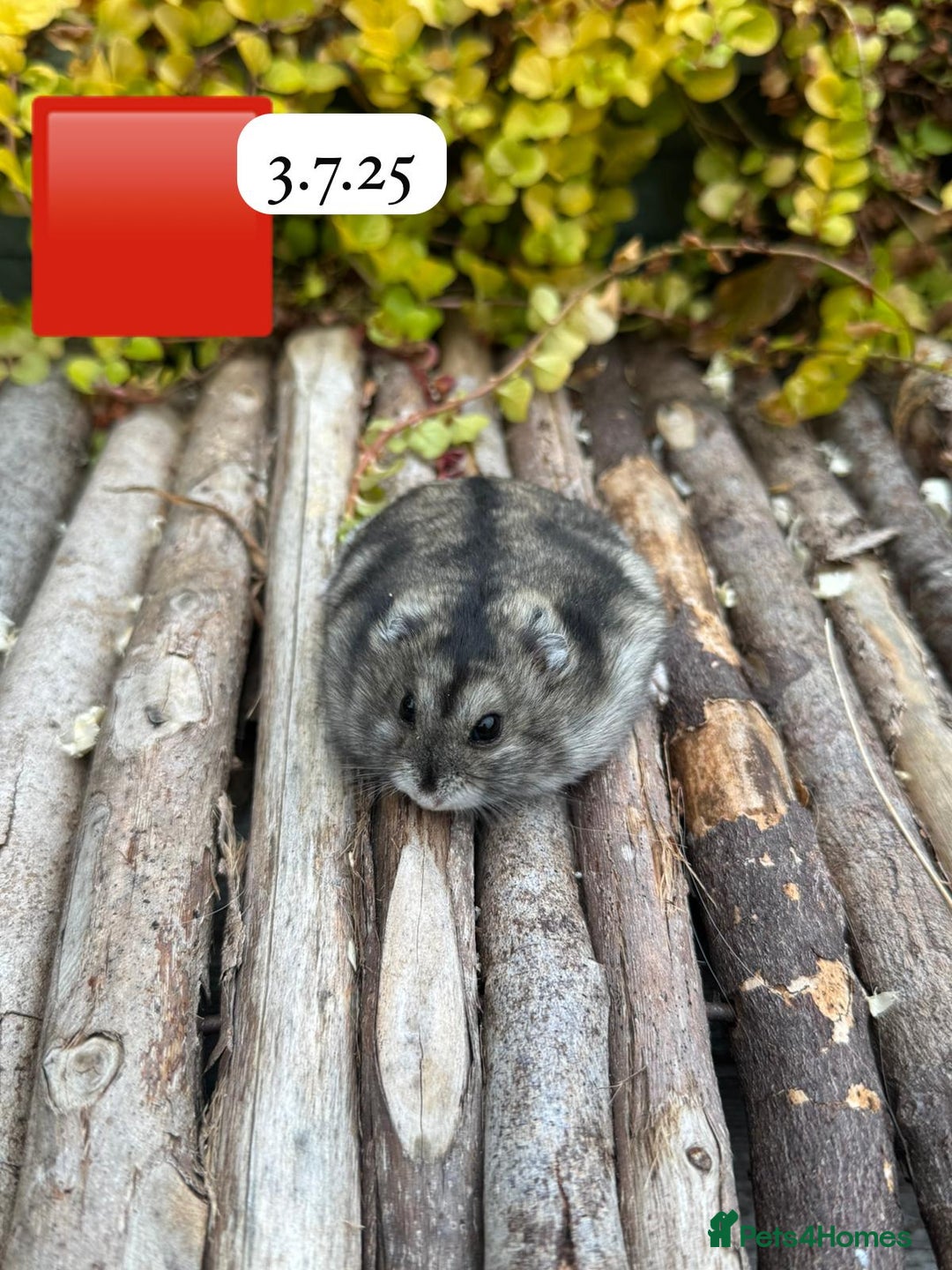 Hamster rodents for sale: Dwarf winter white russian hamsters. Sheffield. - Image 8