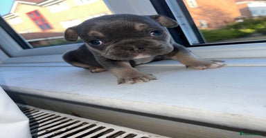 French Bulldog dogs - Advert 14