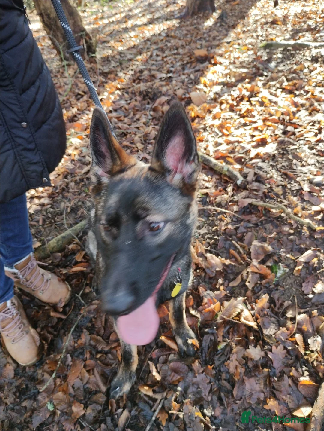 German Shepherd dogs for sale: German Shepherd Looking for a Loving Home - Advert 2
