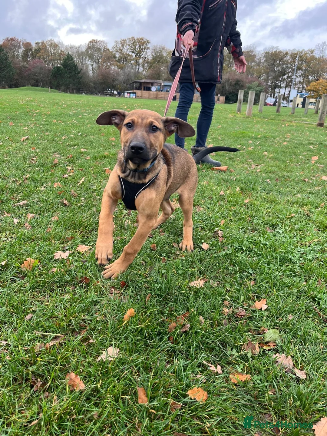 Belgian Shepherd Dog dogs for sale: ENVI 💥 BERRY 2 - Advert 7