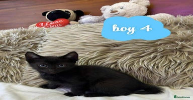 Mixed Breed cats ❤️Kittens for Sale❤️  - Advert 1