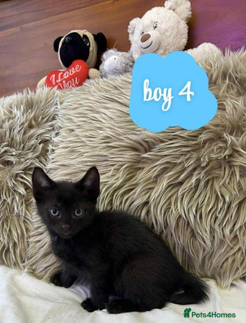 Mixed Breed cats ❤️Kittens for Sale❤️ - Advert 13