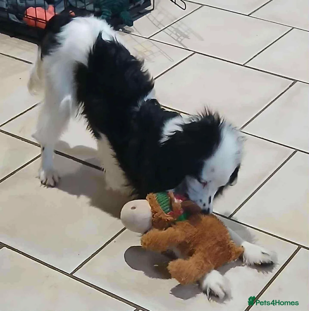 Cockapoo dogs for sale: Female Cockapoo 9 months old - Advert 2