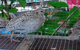 Quail poultry for sale: Snowflake Bobwhite [3 females + 1 male] - Image 5