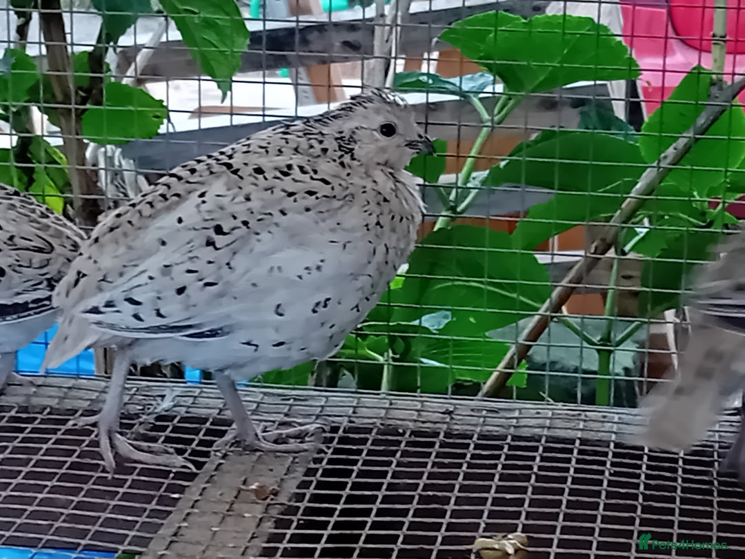 Quail poultry for sale: Snowflake Bobwhite [3 females + 1 male] - Image 5
