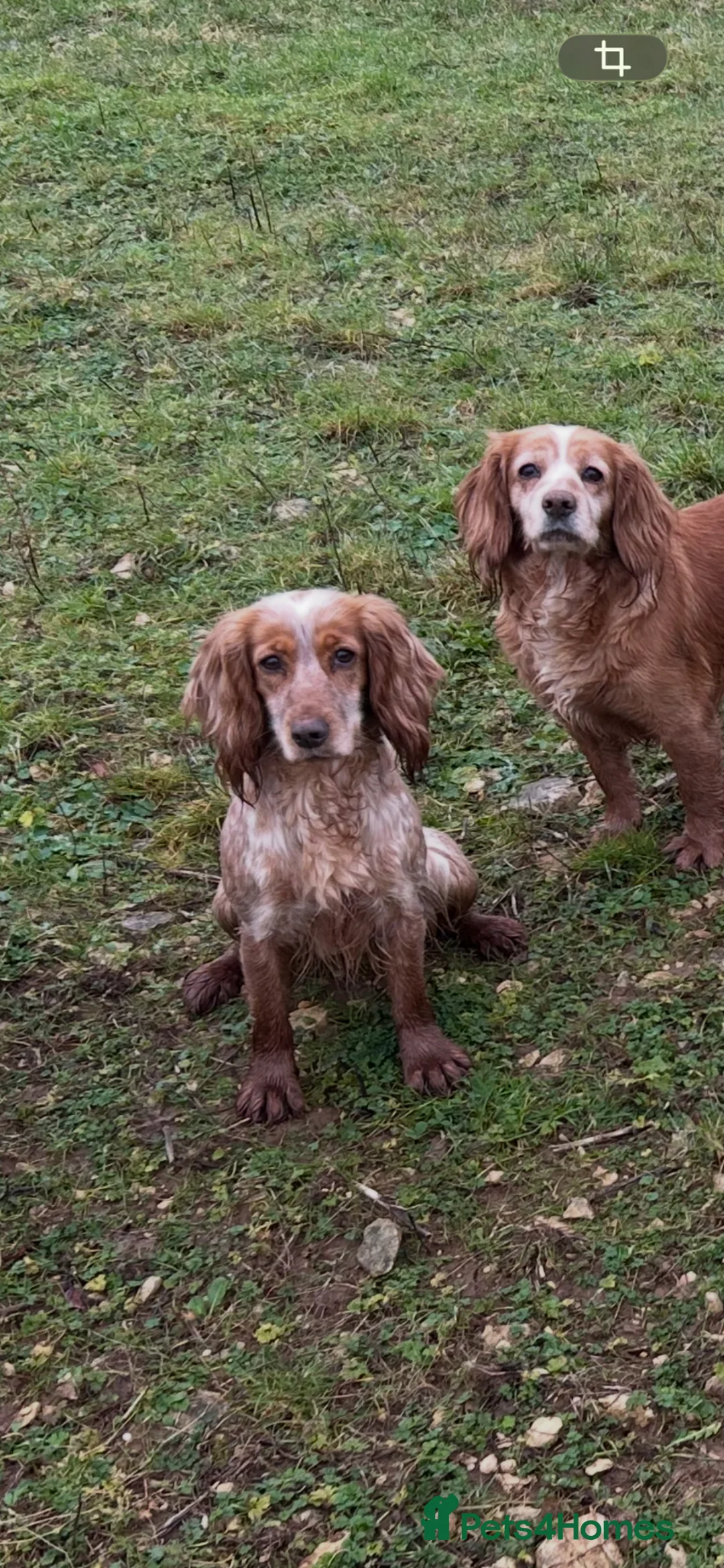Cocker Spaniel dogs for sale: KC Registered Working Cocker Spaniel Puppies  - Advert 6