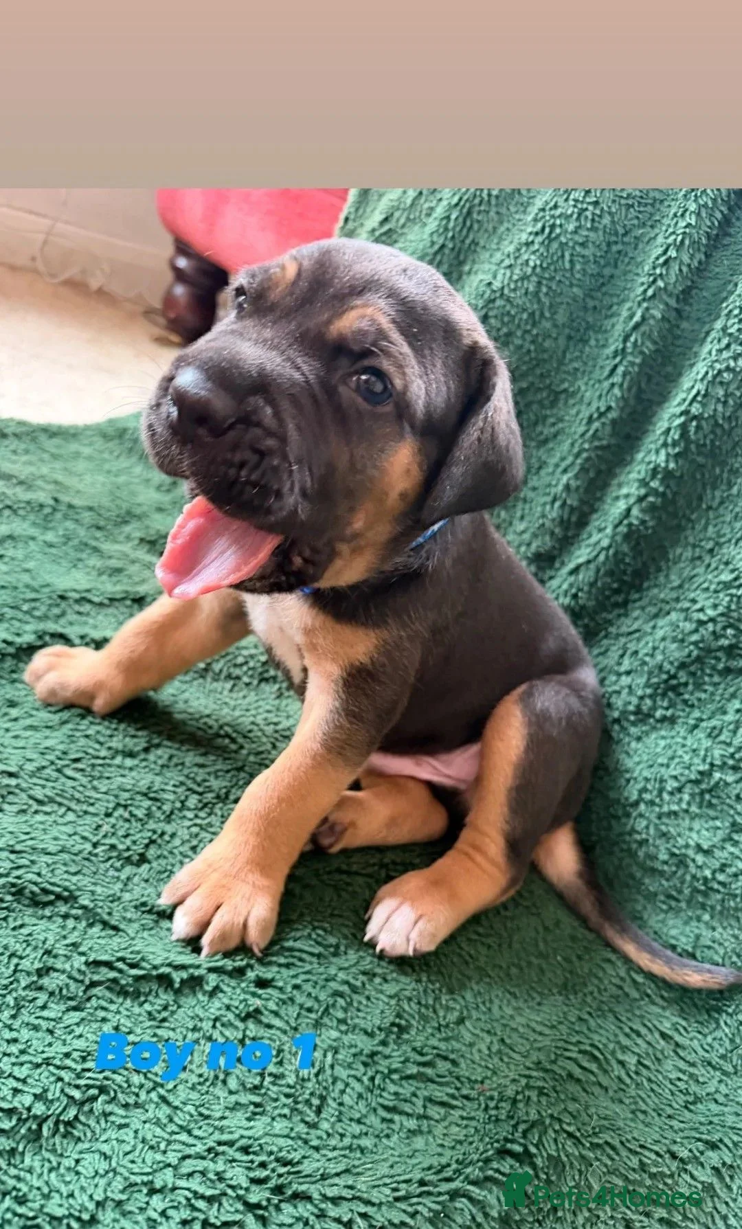 Cane Corso dogs for sale: Beautiful Cane Corso Puppies — 2 Boys, 2 Girls in York - Advert 5