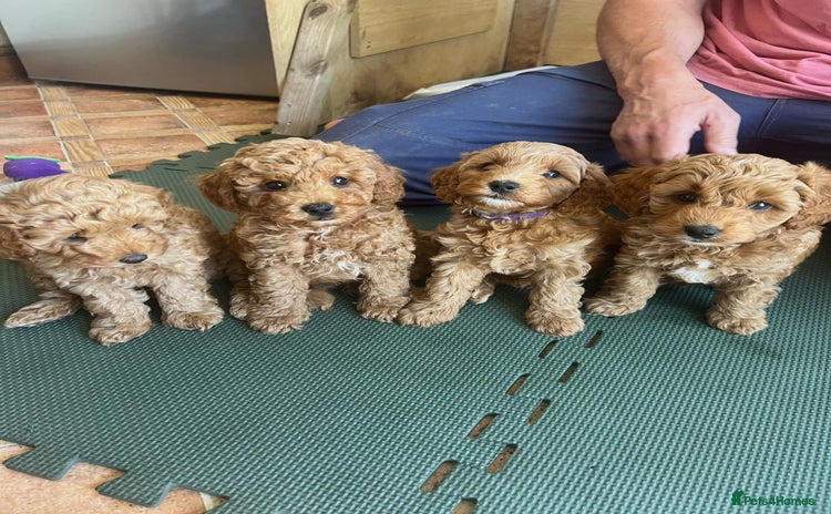 Cockapoo dogs - Advert 1