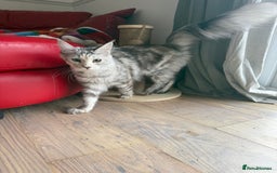 Maine Coon cats for sale: Two Maine Coon Kittens - Image 5