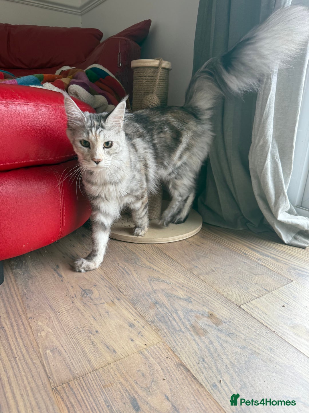 Maine Coon cats for sale: Two Maine Coon Kittens - Image 5
