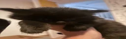Mixed Breed cats for sale: Gorgeous little Ones.  - Advert 11