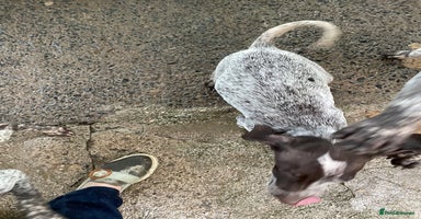 German Shorthaired Pointer dogs Pointers - Advert 12