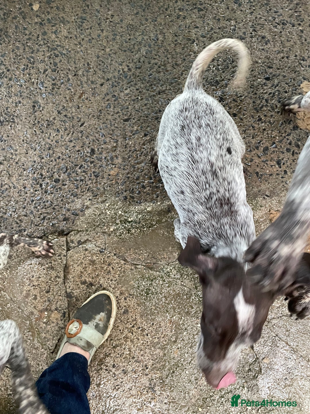 German Shorthaired Pointer dogs for sale: Pointers - Advert 5