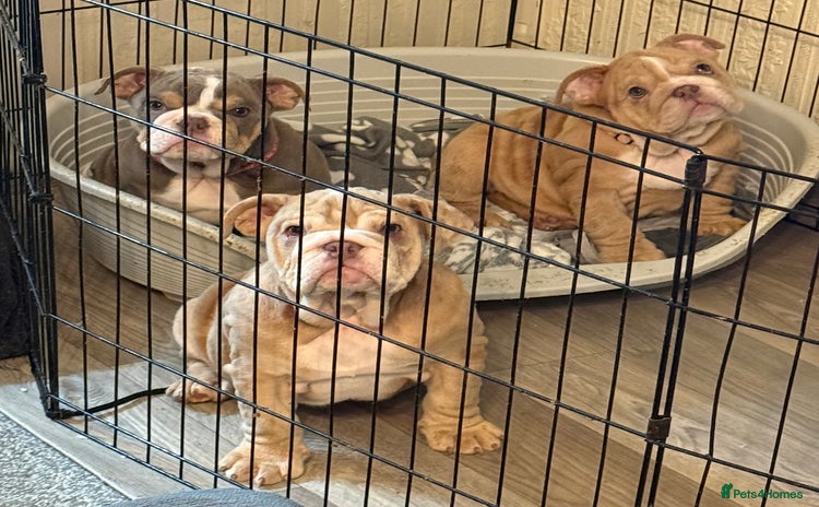 English Bulldog dogs - Advert 2