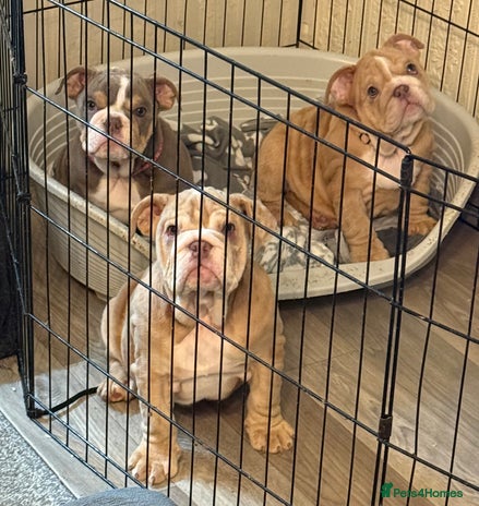 English Bulldog dogs - Advert 2