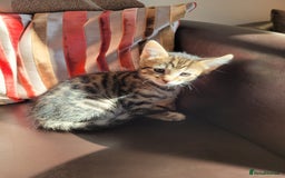 Domestic Shorthair cats for sale: Lovely tabby boy  - Image 1