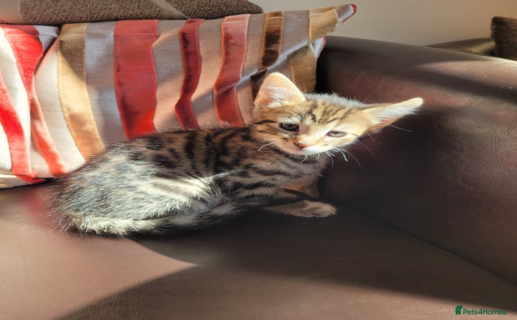 Domestic Shorthair cats - Advert 1
