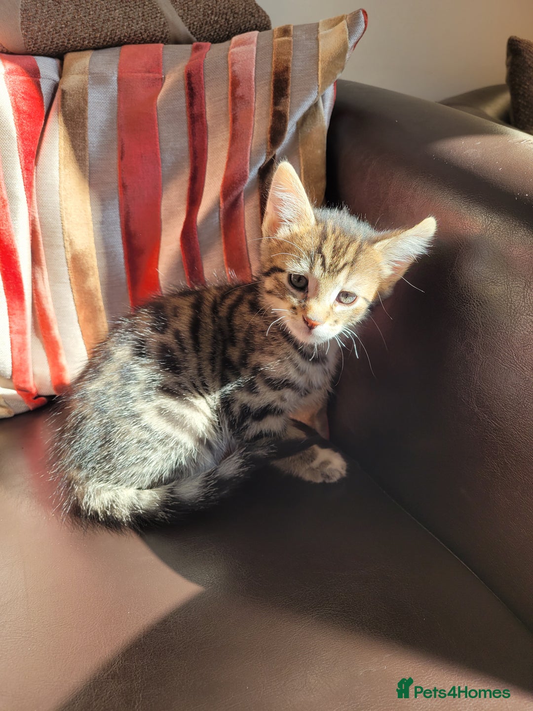 Domestic Shorthair cats for sale: Lovely tabby boy  - Image 1