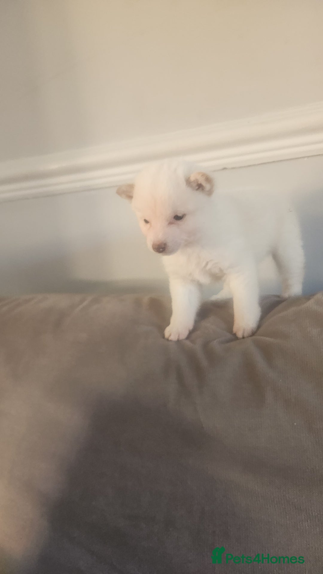 Japanese Shiba Inu dogs for sale: Japanese shiba inu - Advert 4