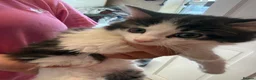 British Longhair cats for sale: 4 kittens british long hair  - Advert 11