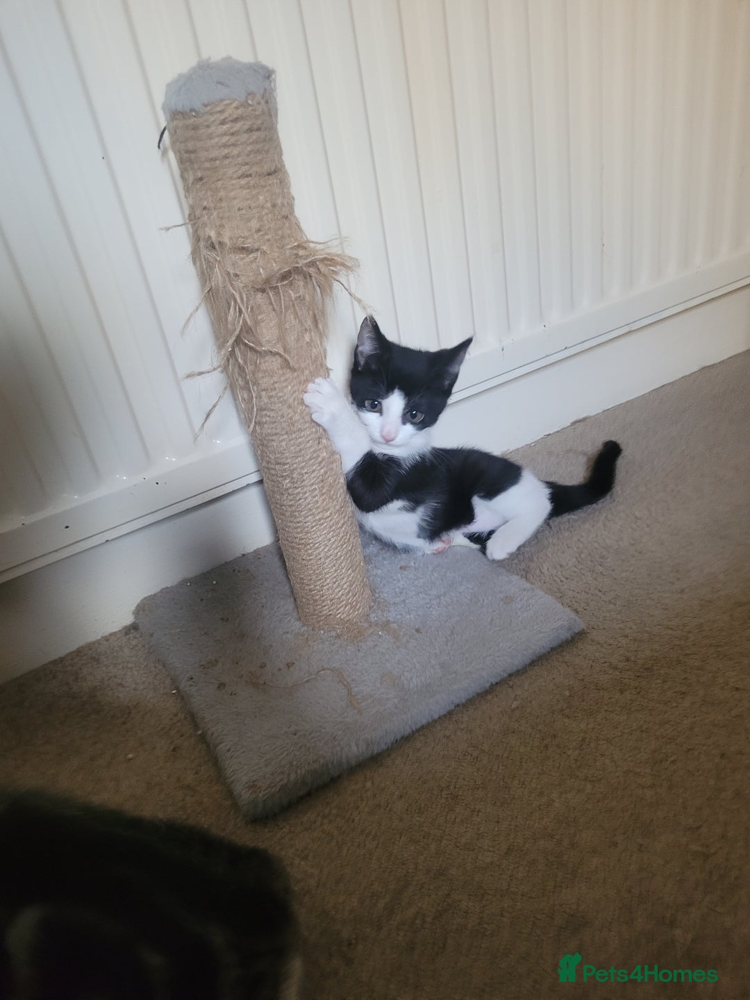 Mixed Breed cats for sale: Urgent Black and white pink nosed female kitten  - Image 5