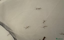 Stick Insects invertebrates for sale: Indian stick insect nymphs box of 10  - Image 1