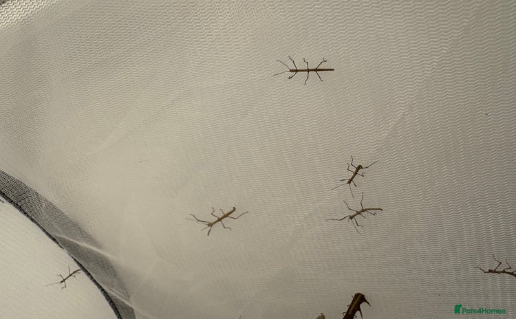 Stick Insects invertebrates - Advert 2