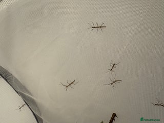 Stick Insects invertebrates - Advert 24