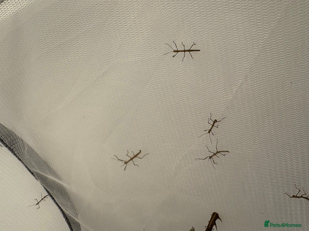 Stick Insects invertebrates - Advert 5