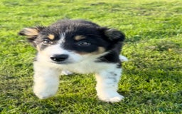Border Collie dogs for sale: 🖤🤍🤎Fabulous Border Collies 🖤🤍🤎 - Image 13