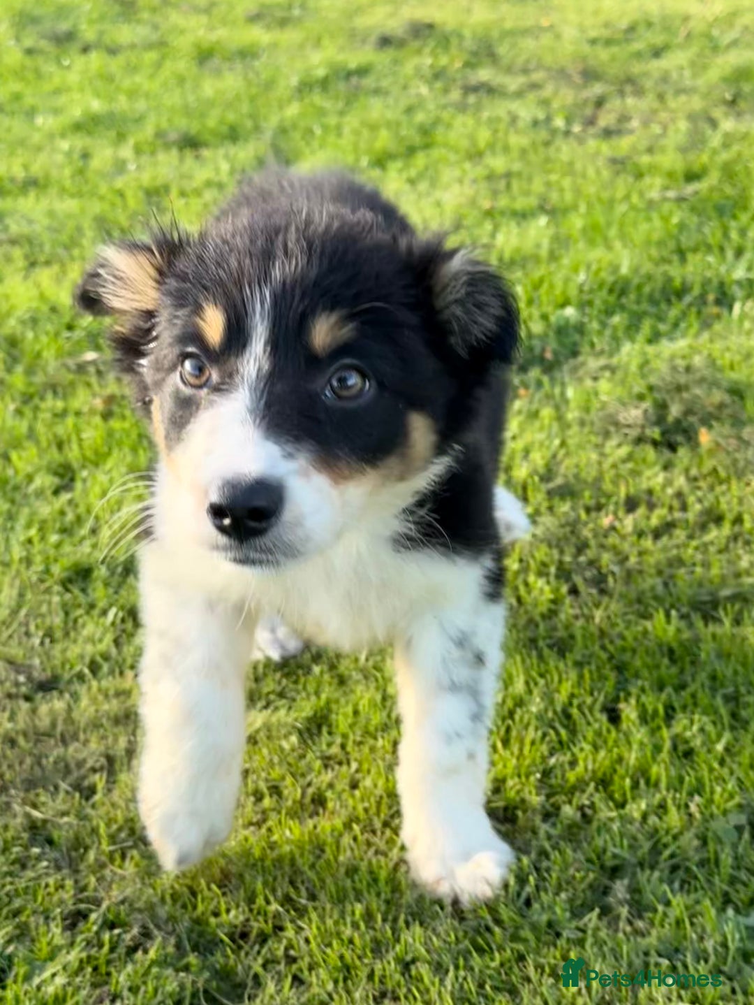 Border Collie dogs for sale: 🖤🤍🤎Fabulous Border Collies 🖤🤍🤎 - Image 13