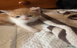British Shorthair cats for sale: Beautiful loving kittens  - Image 8
