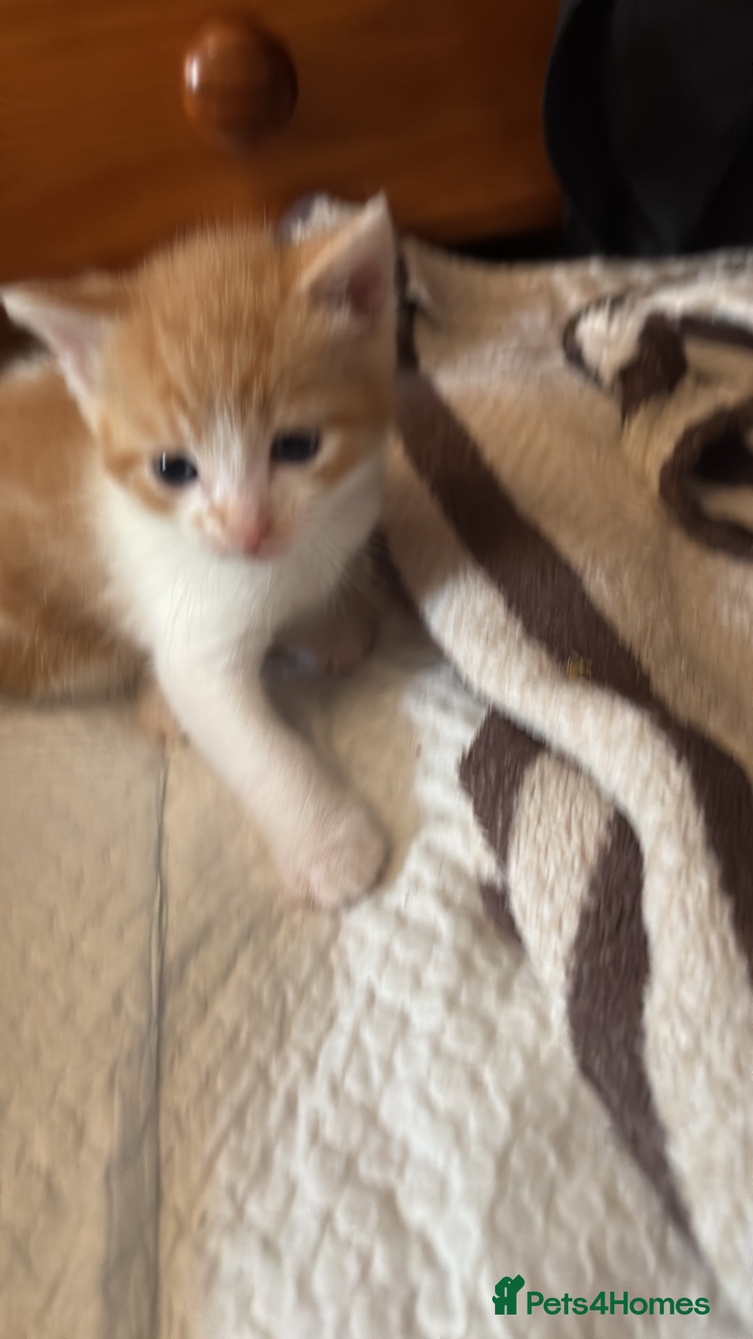 British Shorthair cats for sale: Beautiful loving kittens  - Image 8