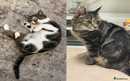 Mixed Breed cats for sale: Male and Female cat to a good home - Image 1